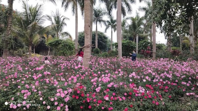 Hơn một triệu bông hồng nở hoa rực rỡ khắp Ecopark